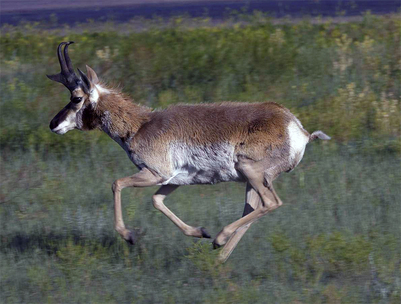 L'antilope